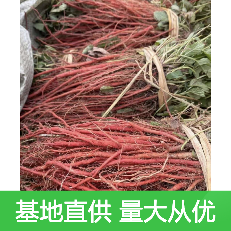 丹参种苗 种植主产区直供 基地批发 品质优良 成活率高