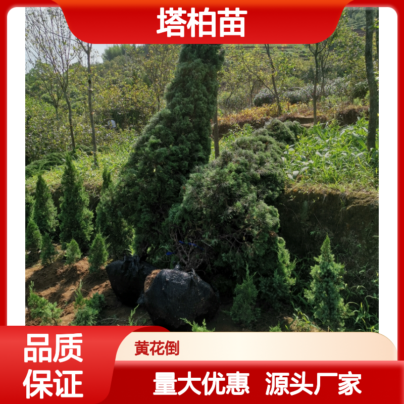 塔柏苗批发 四季常青行道树 易于修剪 应用广泛