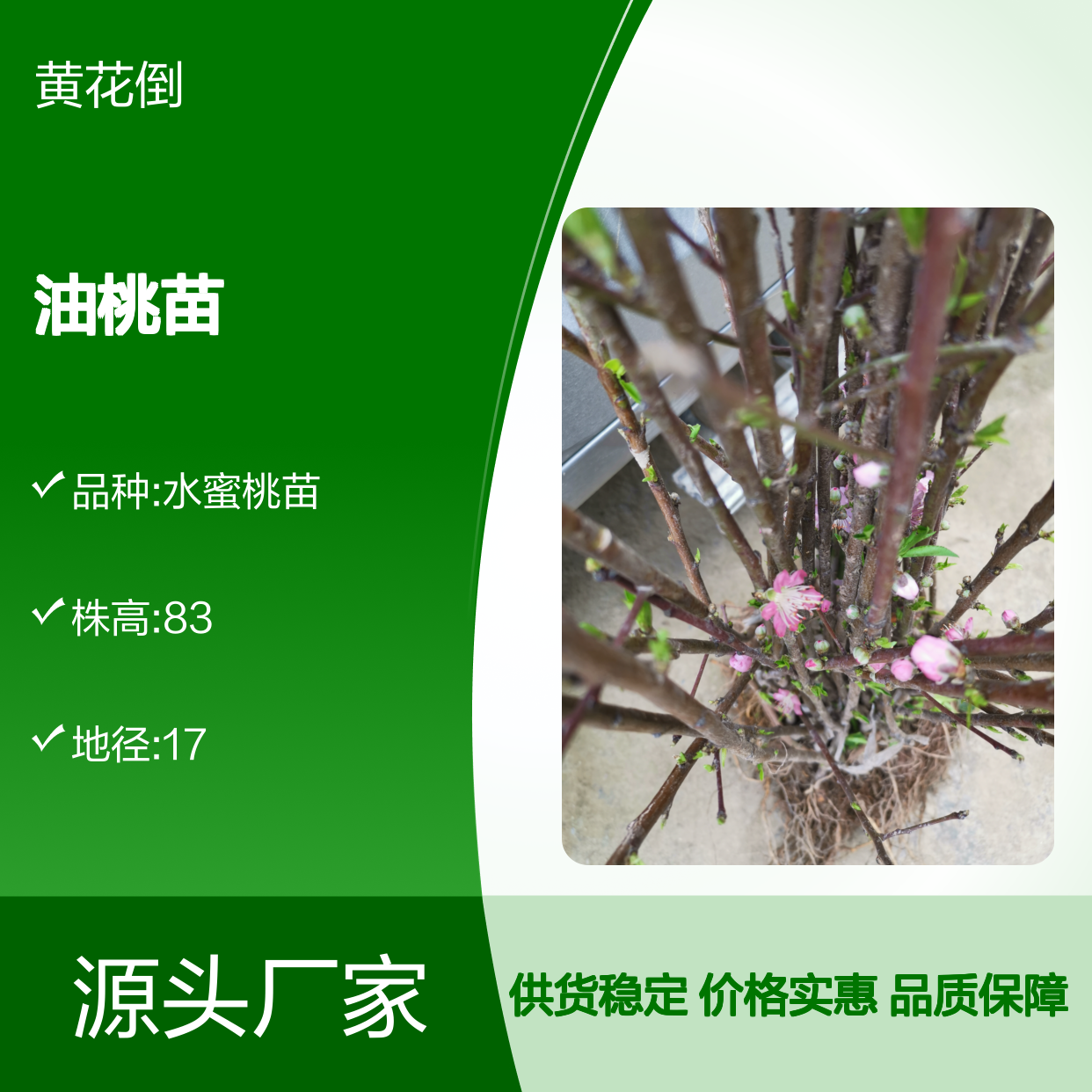 油桃百亩种植区 优质油桃苗 基地直供 耐旱抗寒