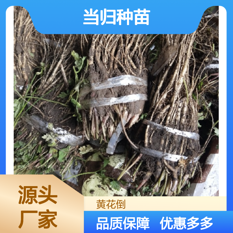 百亩种植区出品 当归种苗 园林优选 根系舒展 香气浓郁