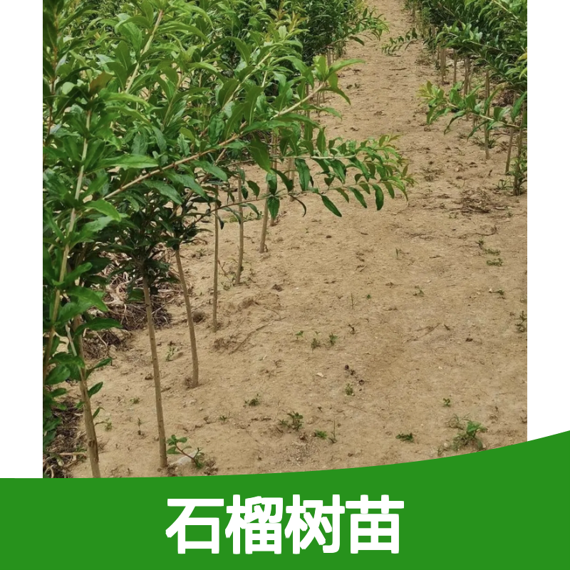 石榴种植园精选石榴树苗 丰产优质 栽培悠久 易于管理