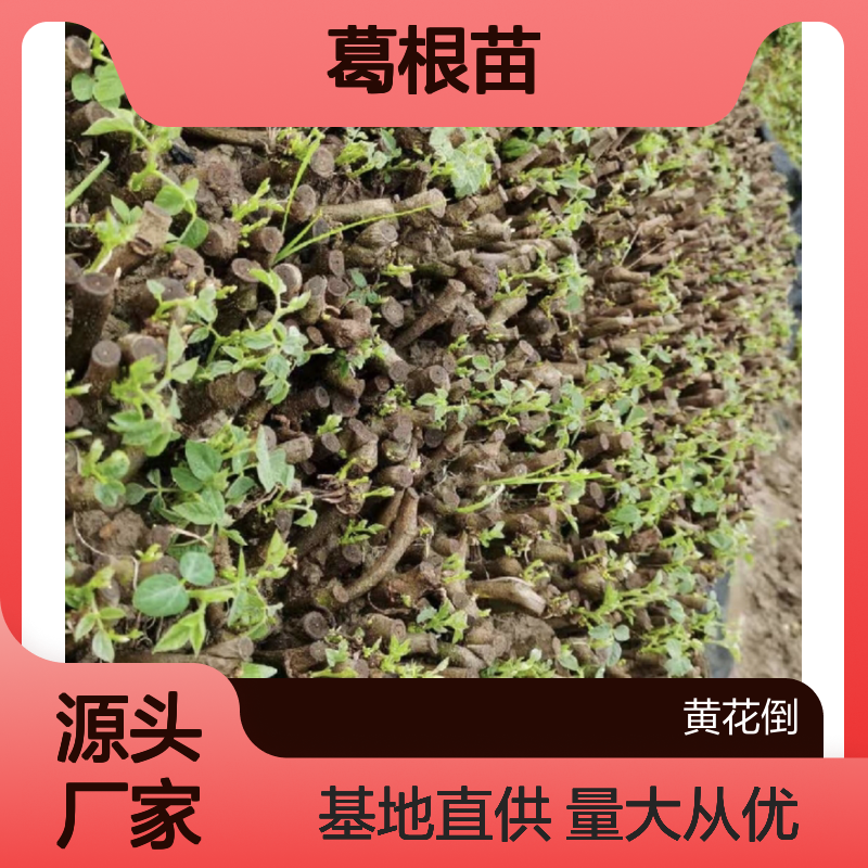 葛根百亩种植园 优质葛根苗供应 基地直发 多年生长