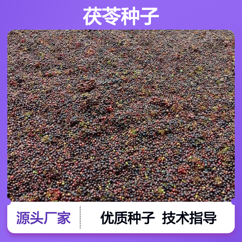 新采收当年白肉土茯苓种子 苗木合作社自营免费技术指导