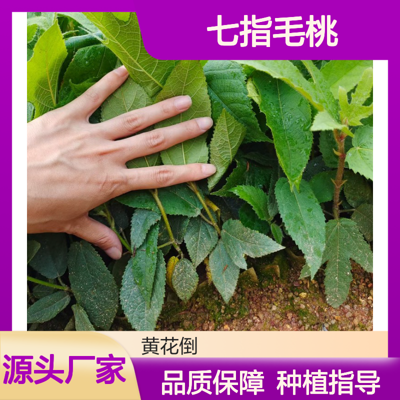 七指毛桃种苗 种植技术指导 成活率高 管理简单