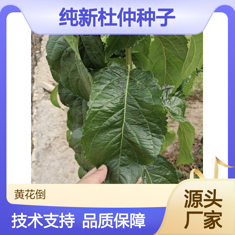 精选杜仲种子 适应性强 现货发售 生长迅速 耐寒耐旱