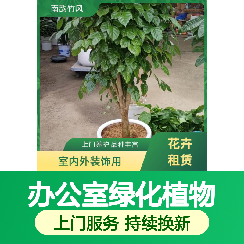 办公室绿化植物租摆公司 上门养护 持续换新 保持新鲜 南韵竹风