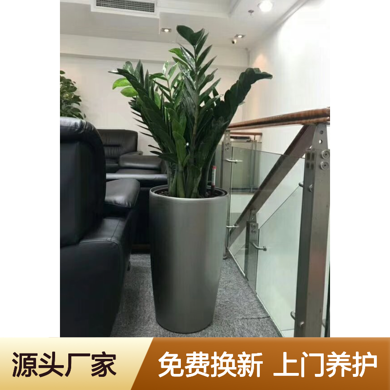 绿植租赁 南 山前海办公室花卉租摆 定期上门养护 免费换新