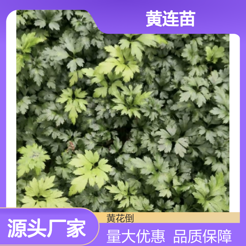 黄连苗批发 多年生草本植物苗 易于移栽 天然健康