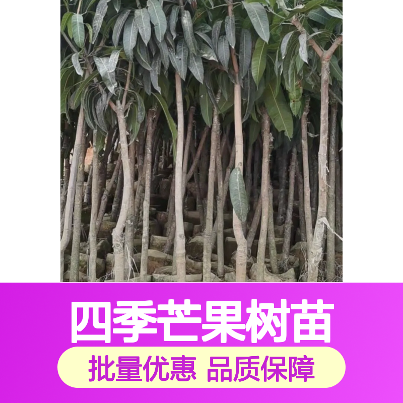 四季芒果树苗 基地直供 批发优选 品质保证 成活率高