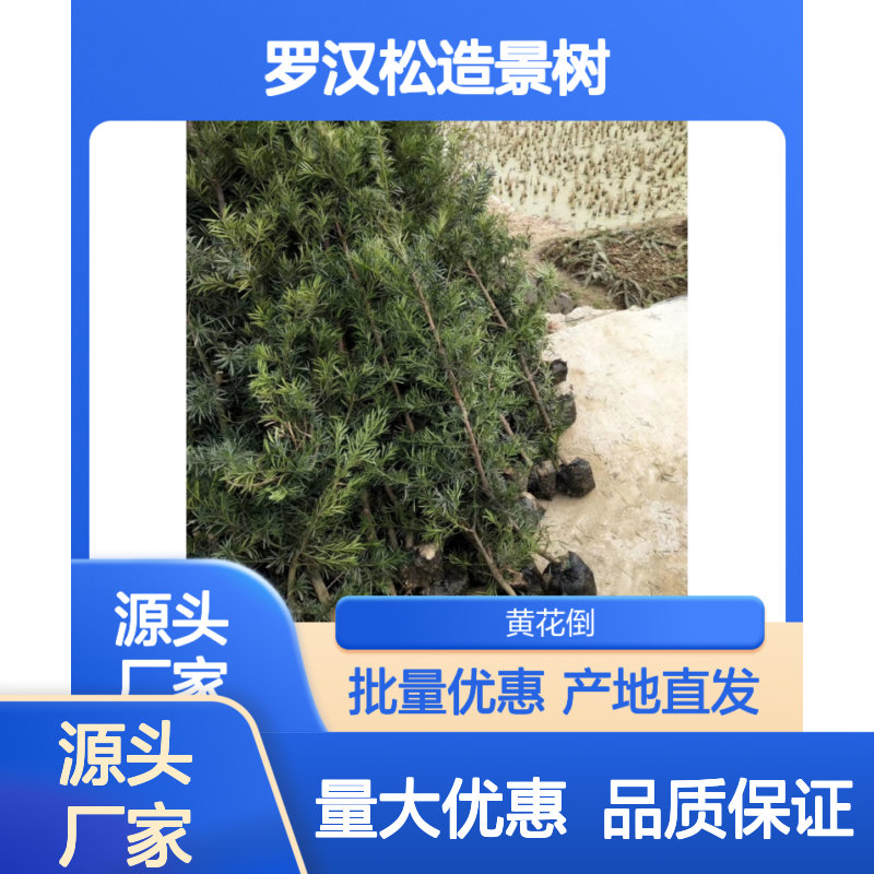 罗汉松造景树 百亩产区直供 园林优选 绿意盎然