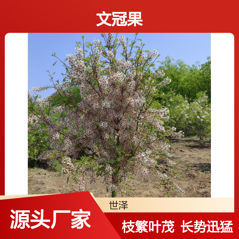 文冠果 6 8 10 12公分 景观价值高 枝多叶密 长势快 易管理