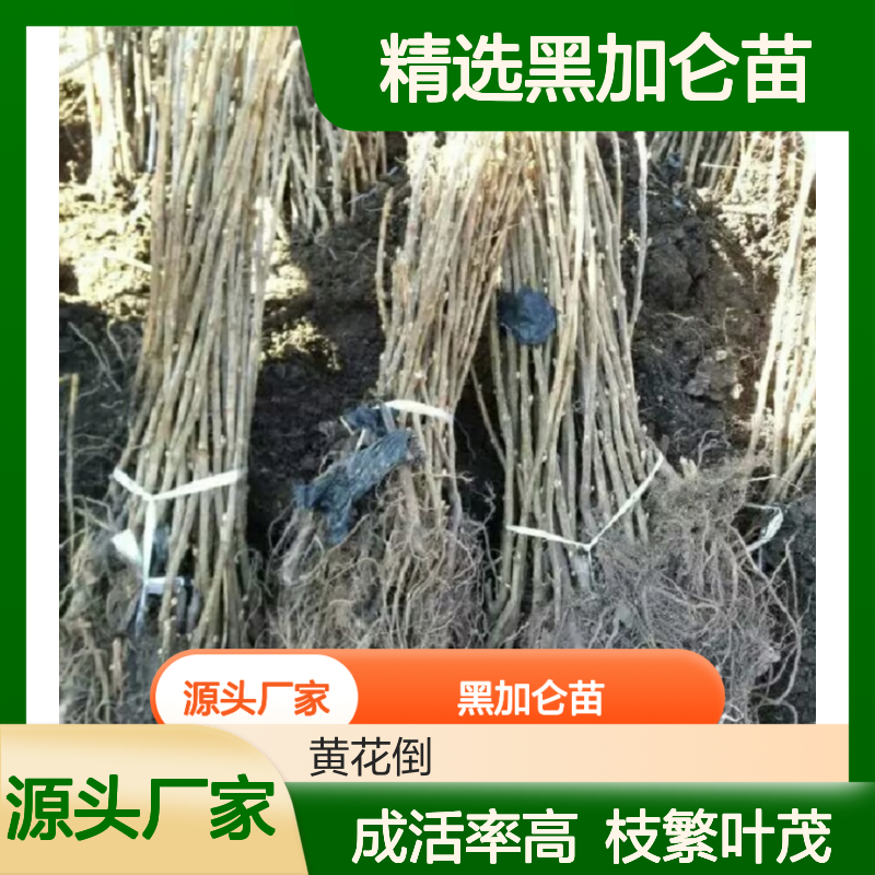精选黑加仑苗 种植园专供品种 成活率高 枝繁叶茂