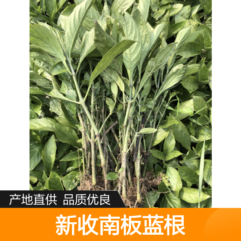 当年新收南板蓝根种子 产地一手货源免费技术指导