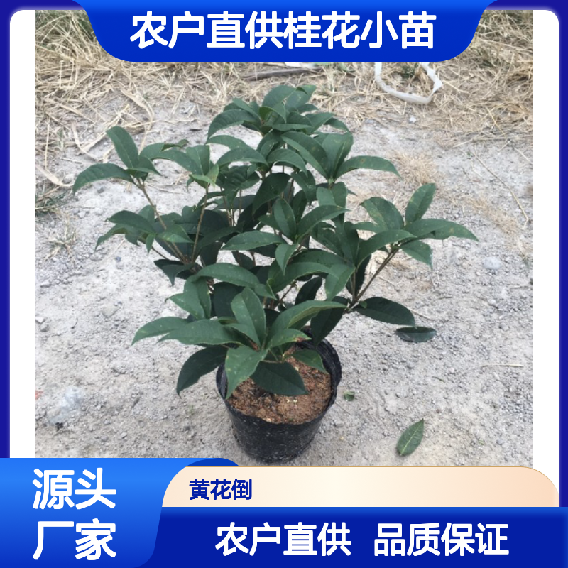 农户直供桂花小苗 基地直发包教种植管理技术 品质纯正可票