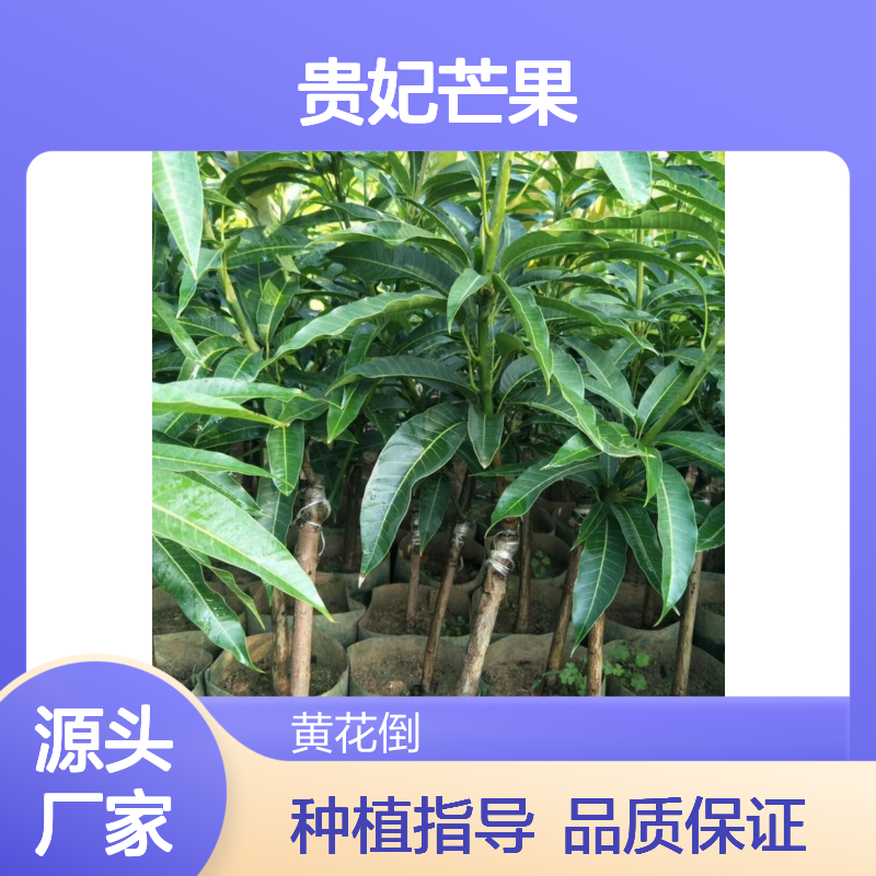 常年基地供应贵妃芒果实生苗 苗圃产地直供品质保证种植技术分享