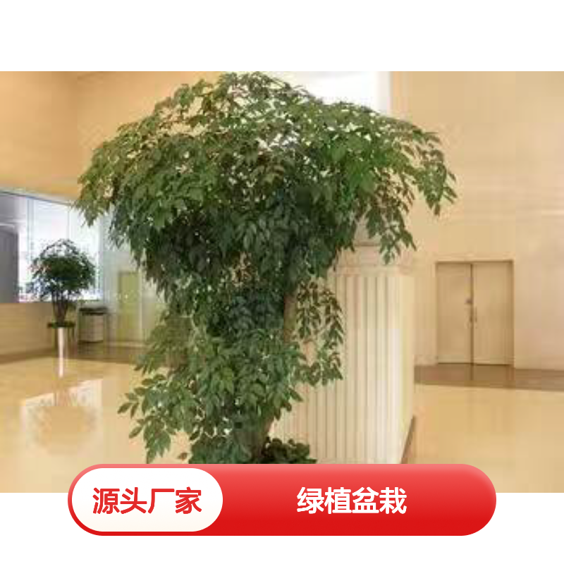 酒店植物租摆服务 绿植盆栽品种全 每周上门养护 质量保证