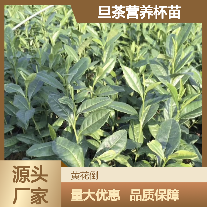 黄旦茶营养杯苗 当天起苗当天发 种植技术 品质优良