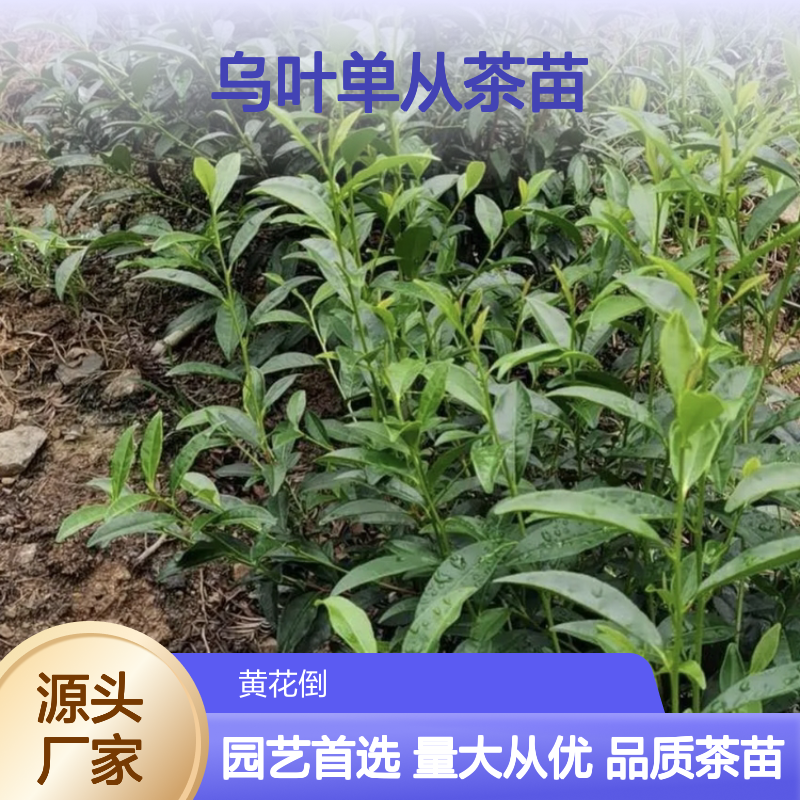 乌叶单从茶苗 种植园直供 品质保证 高成活率 批发优选