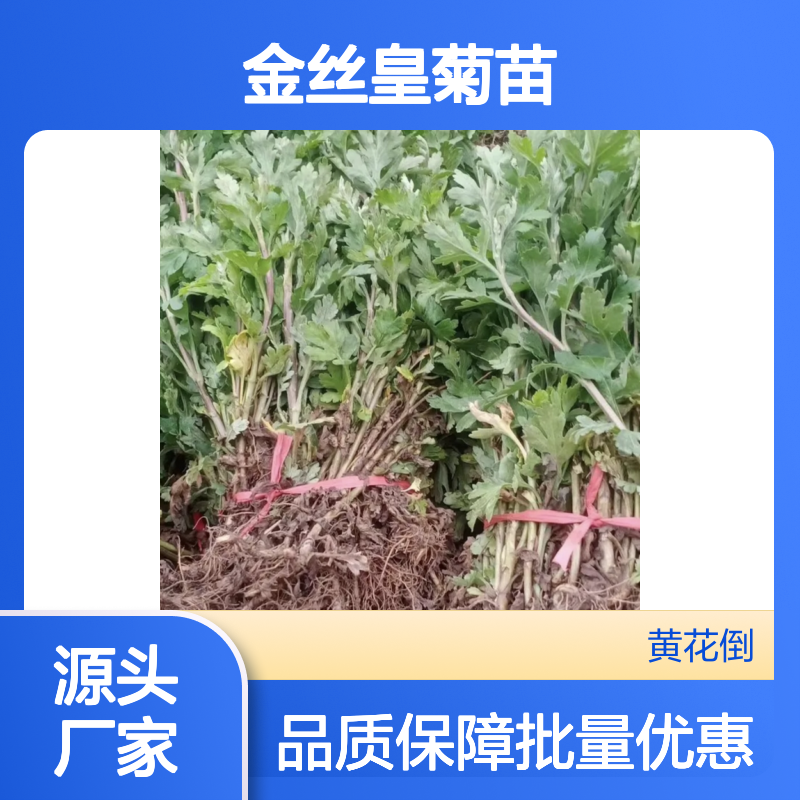 精选金丝皇菊苗 园林植物批发 生长迅速 适应性强