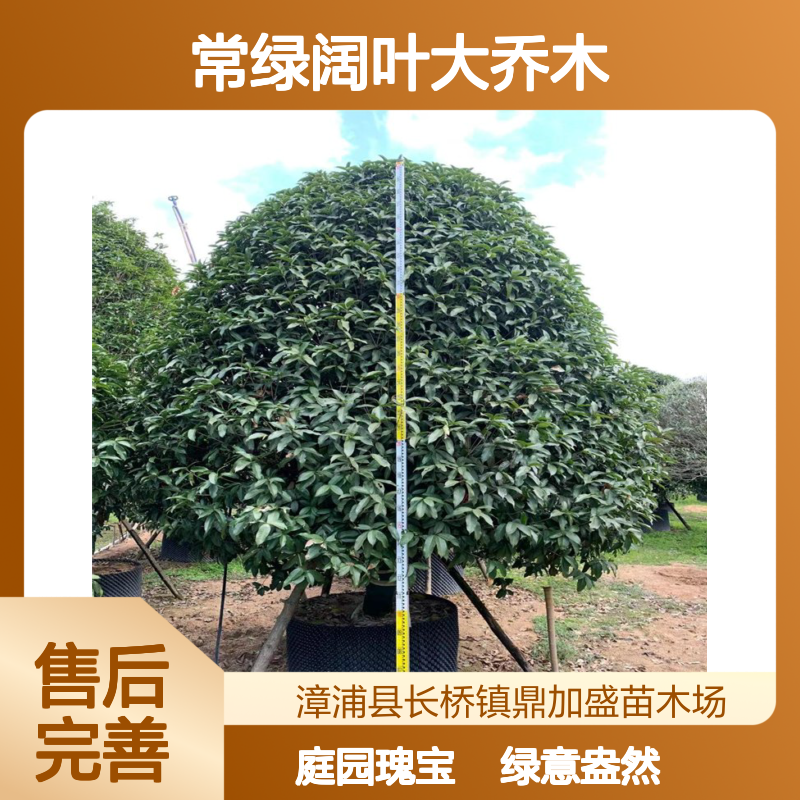 精品全冠常绿阔叶大乔木金桂 假植苗4.8米龙枝型庭园观赏绿植