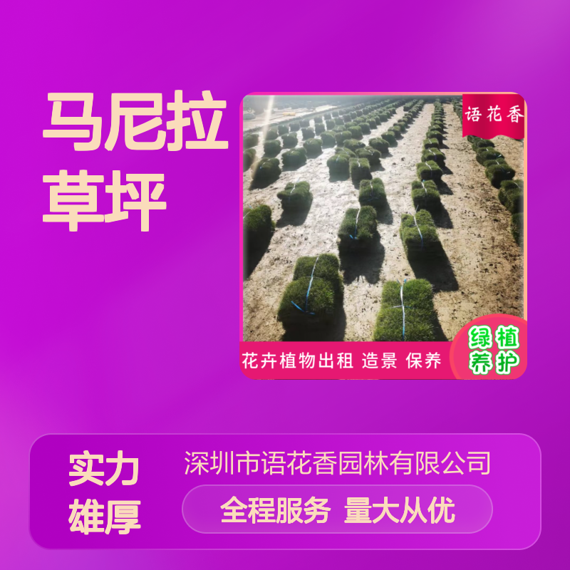 马尼拉草坪 真草皮带泥土 小区园区绿化专用 耐修剪易养护