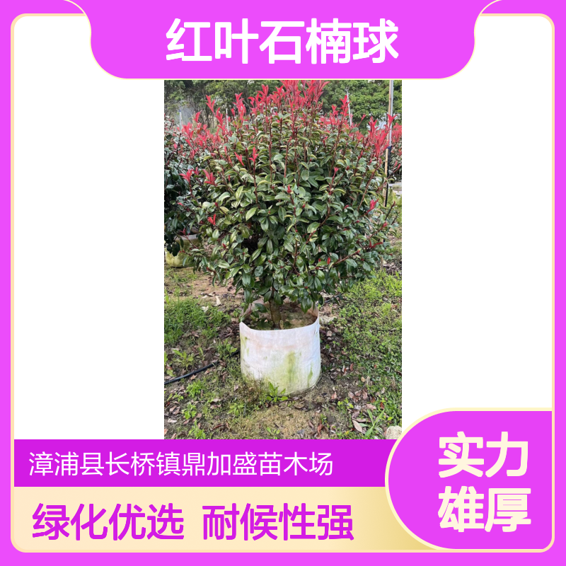 鼎加盛红叶石楠球 冠幅100-300cm常绿球形 露地栽培 绿化景观优选