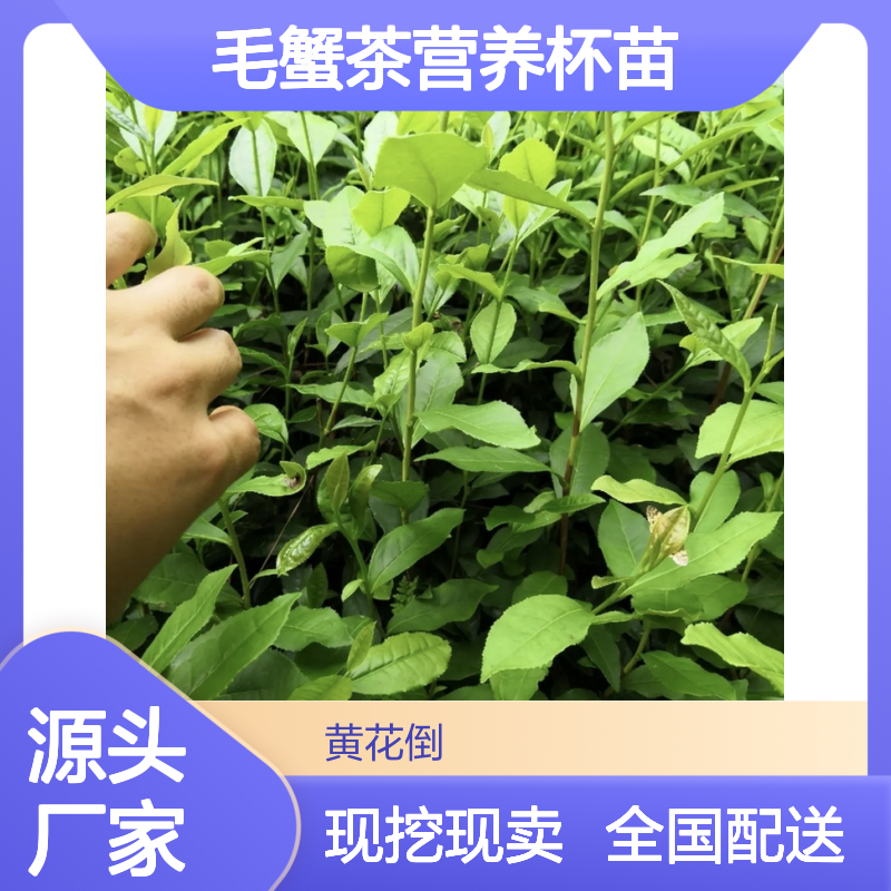 现挖现卖毛蟹茶营养杯苗 购买数量达到要求全国专线车直达送货