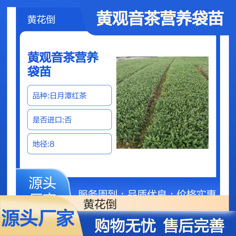 黄观音茶袋苗 日月潭红茶 园林优选 技术领先 服务完善