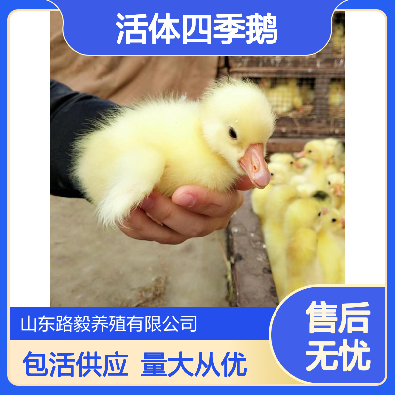 狮头鹅批发基地 活体四季鹅 脱温鹅苗孵化基地 包成活 大量供应
