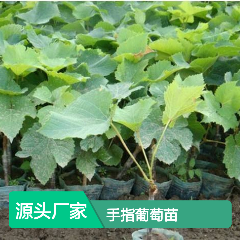 手指葡萄苗 基地直供 批发优选 技术培育 健康茁壮