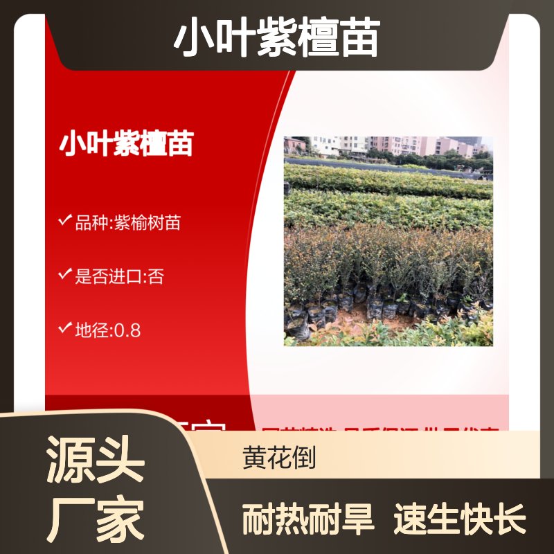 小叶紫檀苗 耐热耐旱 园林绿植 速生快长 引进栽培