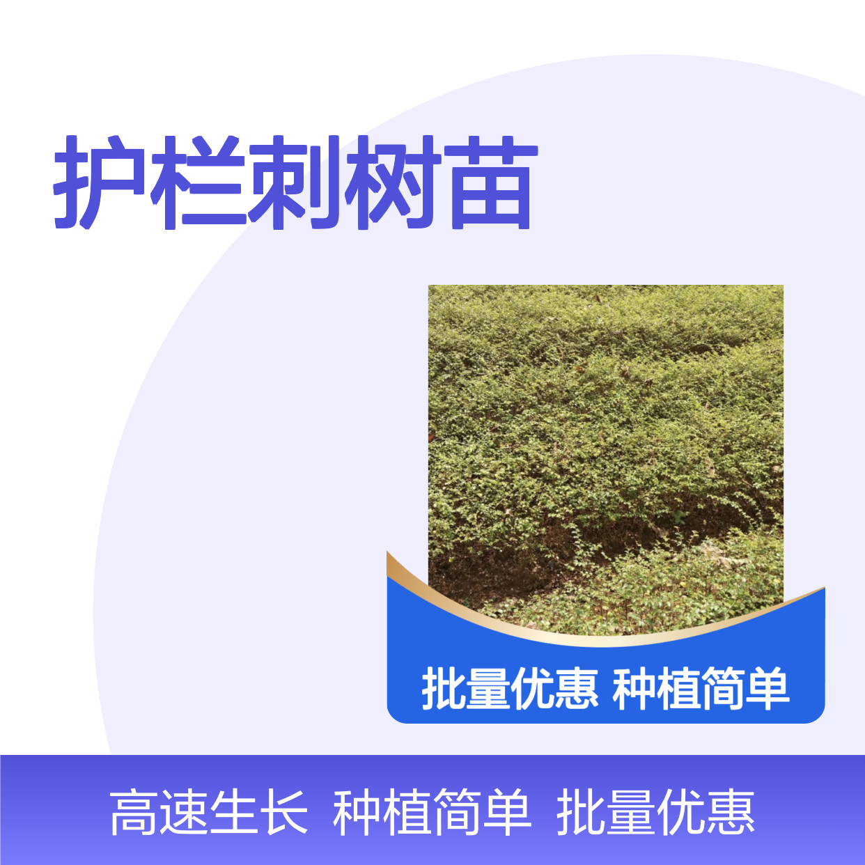 护栏刺树苗 批发绿篱植物 生长迅速 环境适应强