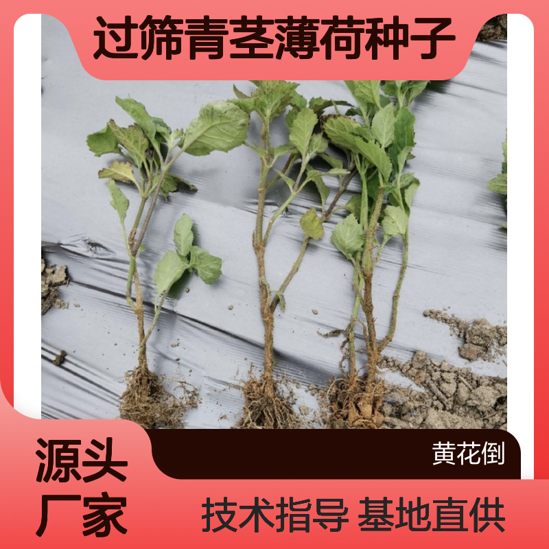精选过筛青茎薄荷种子 基地直供免费技术指导