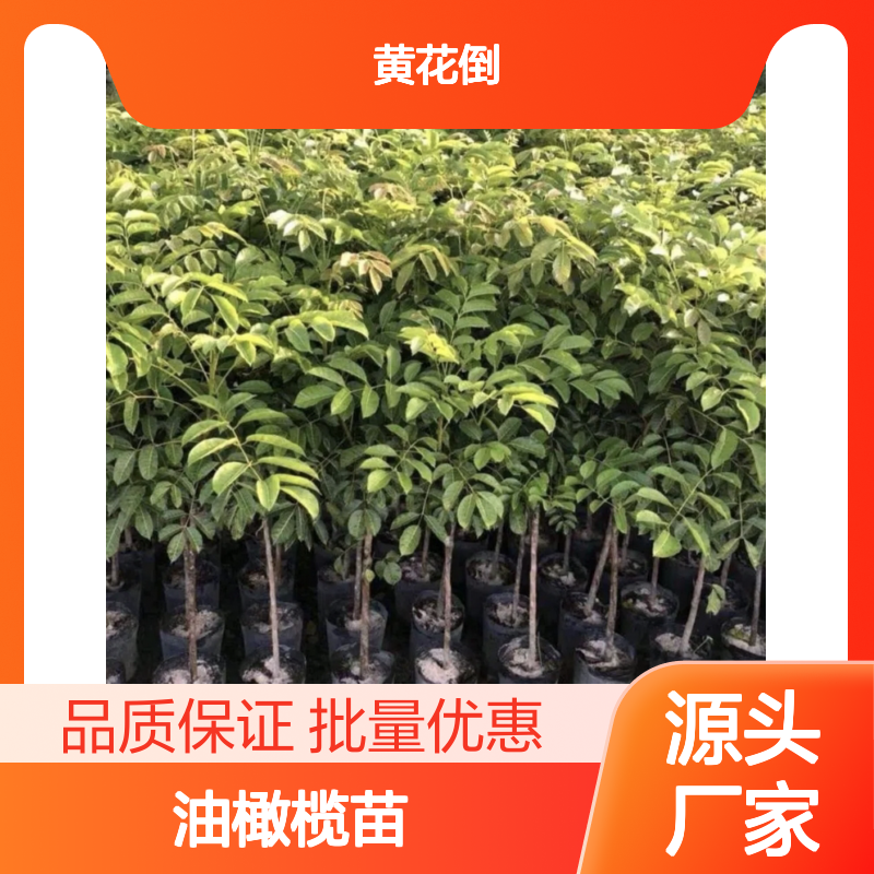 油橄榄苗 亚热带特产 果树苗木 生长旺盛 适应性强