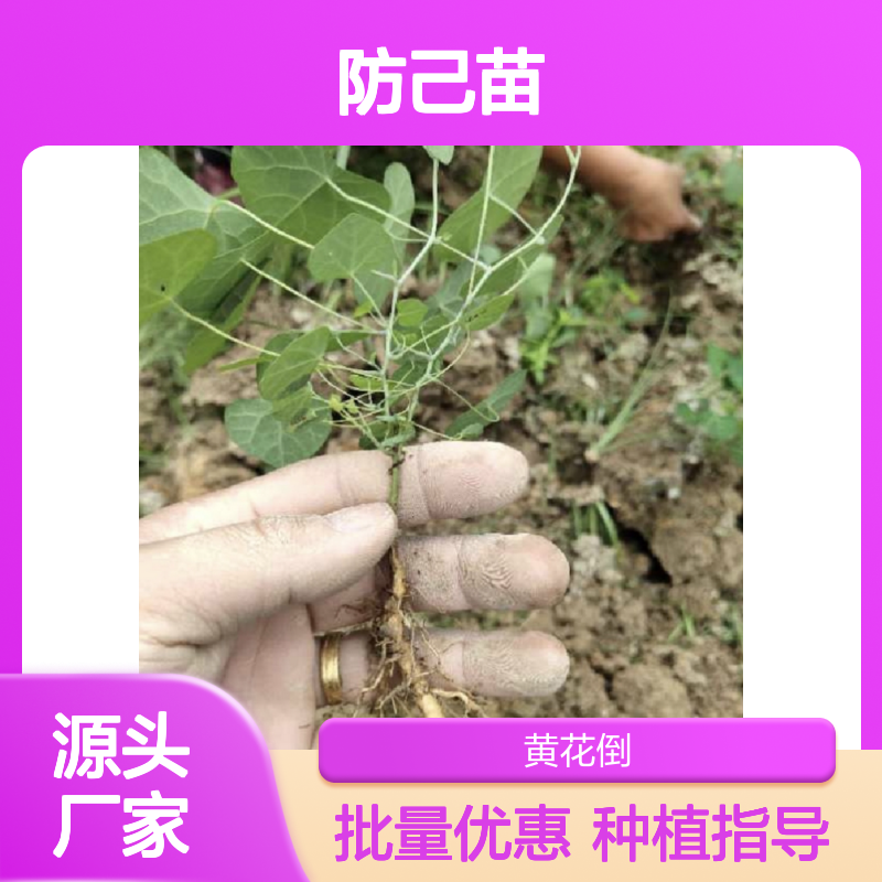 精选粉防己苗 园林种植 基地直供苗 成活率高 管理方便