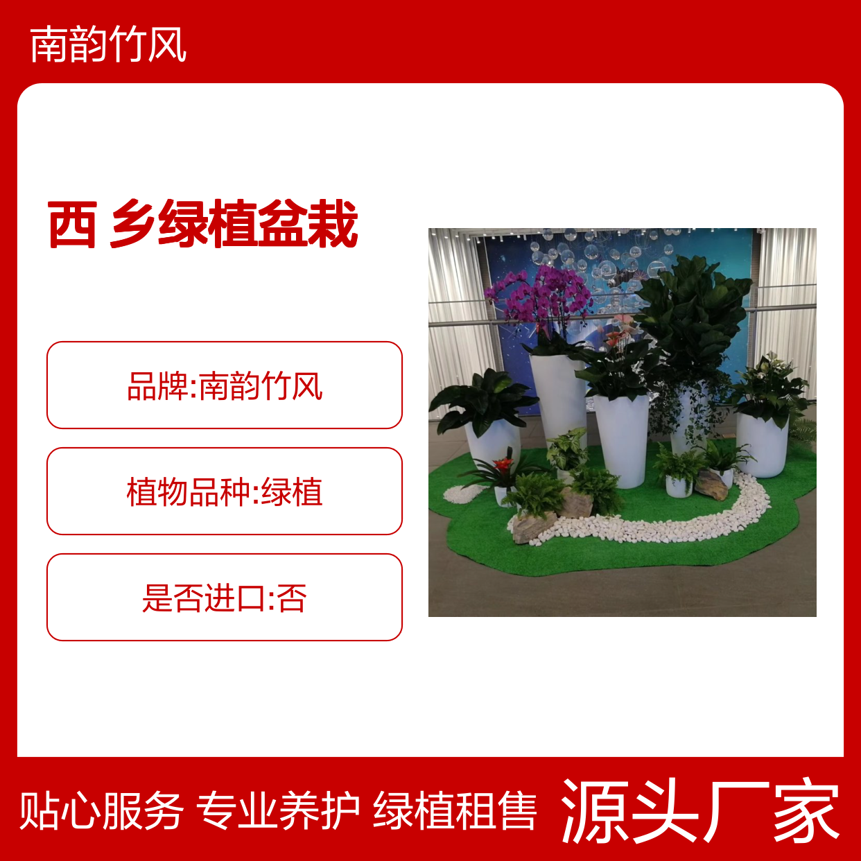 实体花店盆栽租售 西 乡绿植盆栽养护公司 植物租摆服务