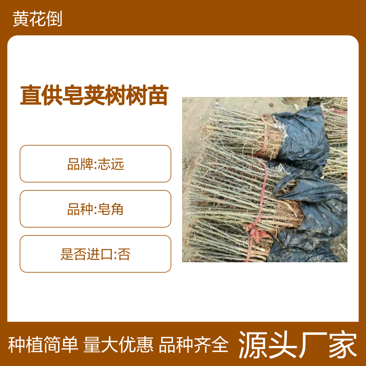 基地直供皂荚树树苗 品种齐全质量保证根系发达种植好管理