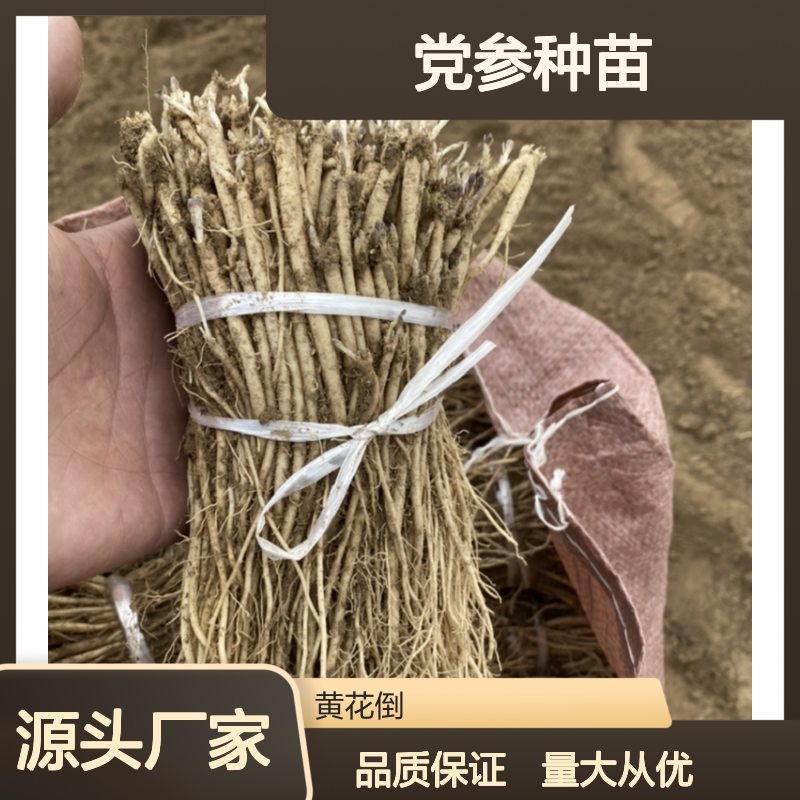 党参种植主产区 优质党参种苗 批发基地直供 货源充足