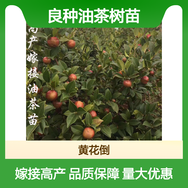 良种油茶树苗 高产嫁接苗 果大皮薄 营养丰富 管理简单