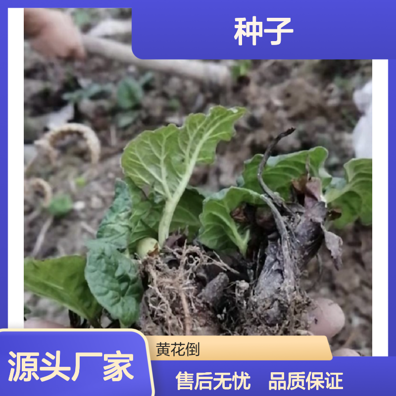 当年采收将军种子 农林优选品种 高产稳产 技术指导
