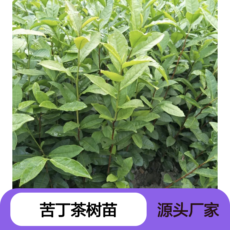 苦丁茶树苗 百亩基地直供 批发优选 货源稳定 种植专业