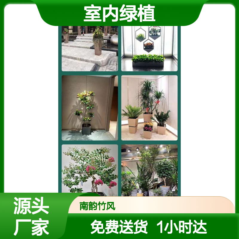 室内绿植租摆 办公室绿化造景 实体花店 免费送货 1小时送达