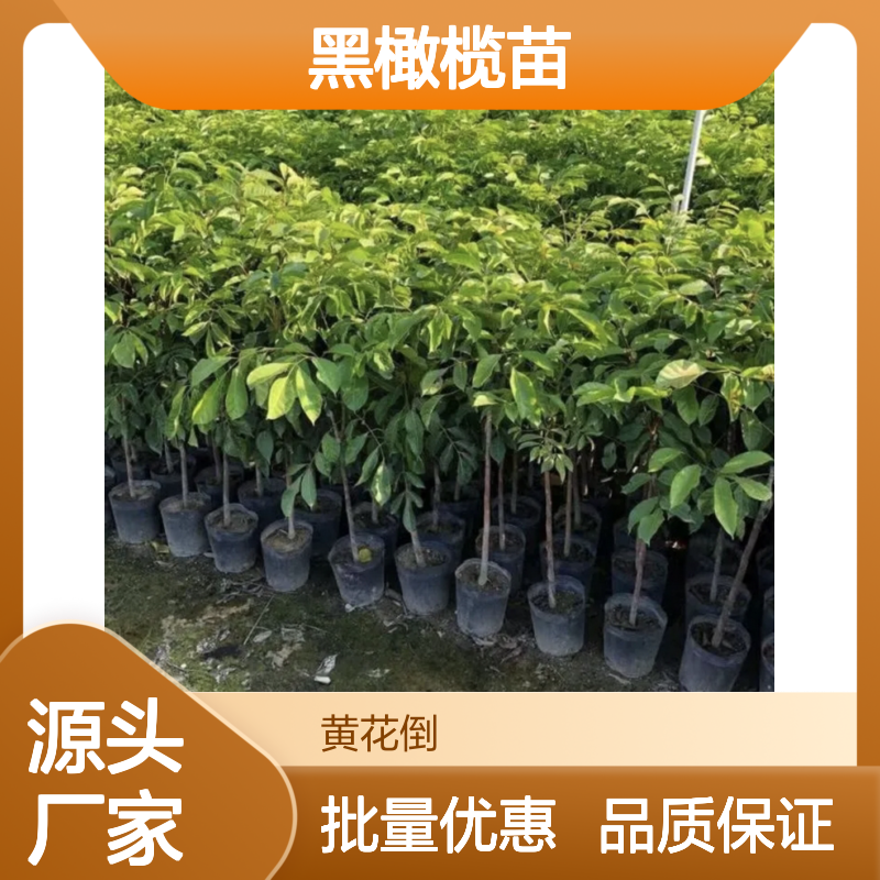 黑橄榄苗 种植基地直供 批发优选 移栽简单 嫁接方便