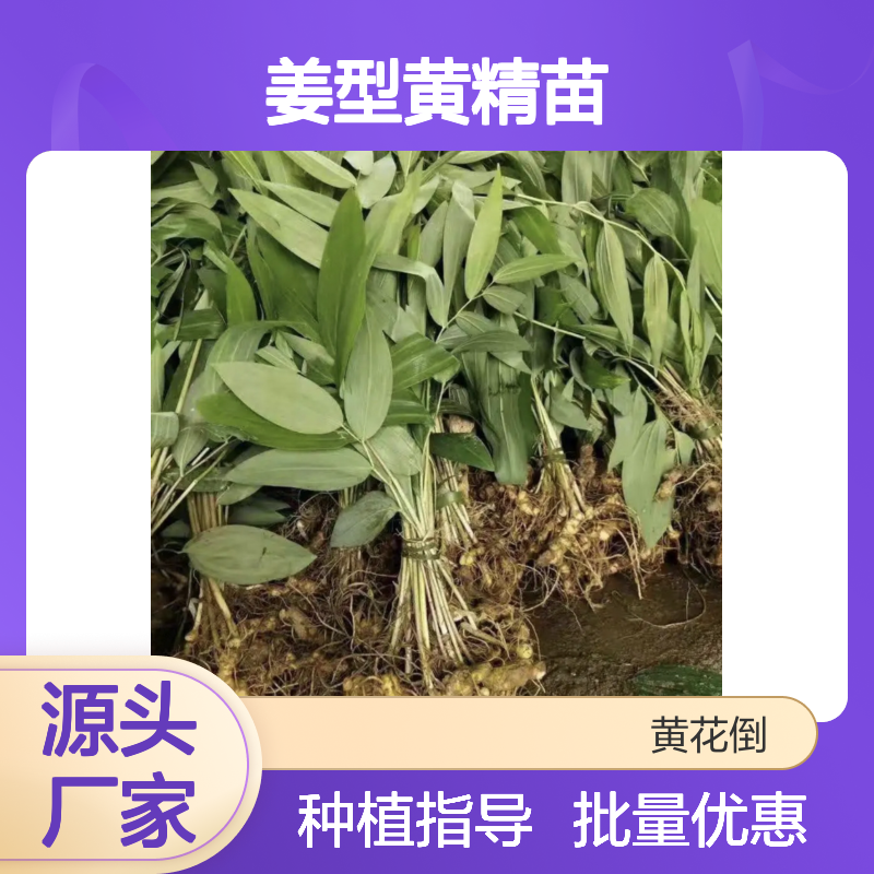 姜型黄精苗 批发种植园直供 品质优良 生长迅速