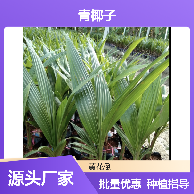 青椰子批发 基地直供 园林植物优选 管理规范 成苗率高