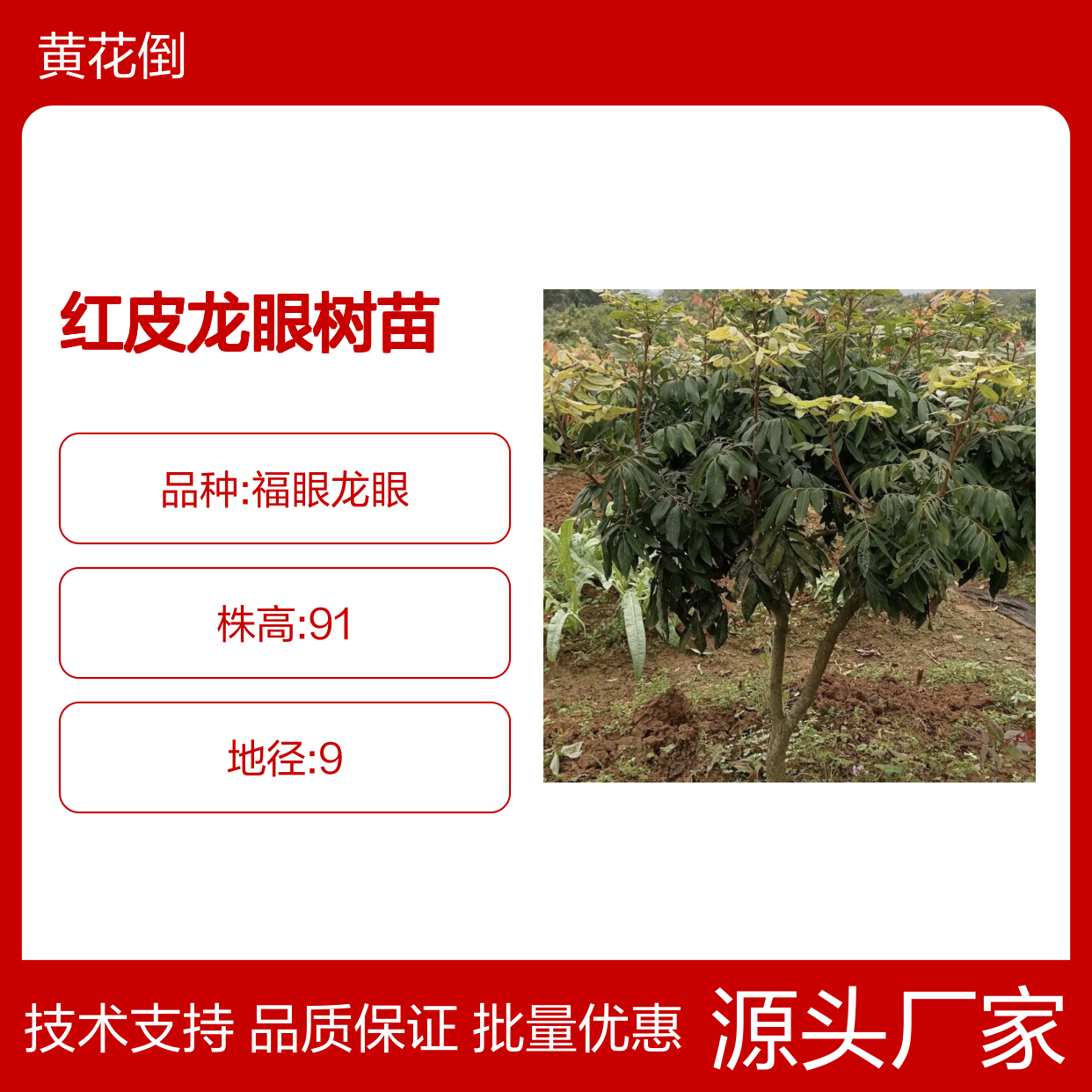 红皮龙眼树苗 批发供应 果园直供 品质优良 生长迅速