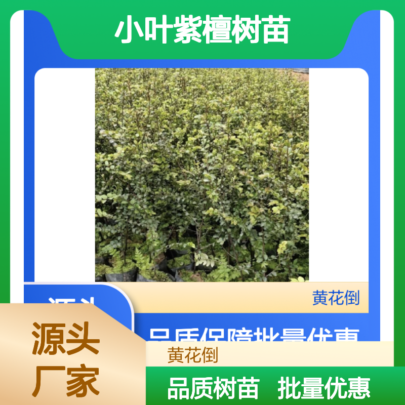 小叶紫檀树苗 园林优选 生长迅速 盆栽精品 专业种植