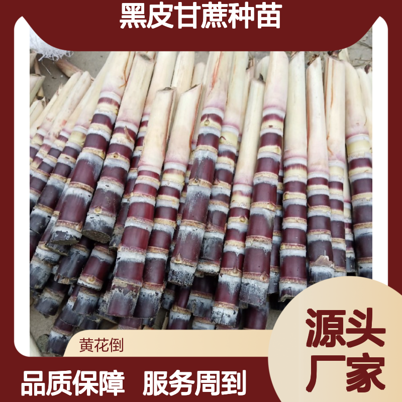 黑皮甘蔗种苗 优质种植品种 送货上门 抗病虫害