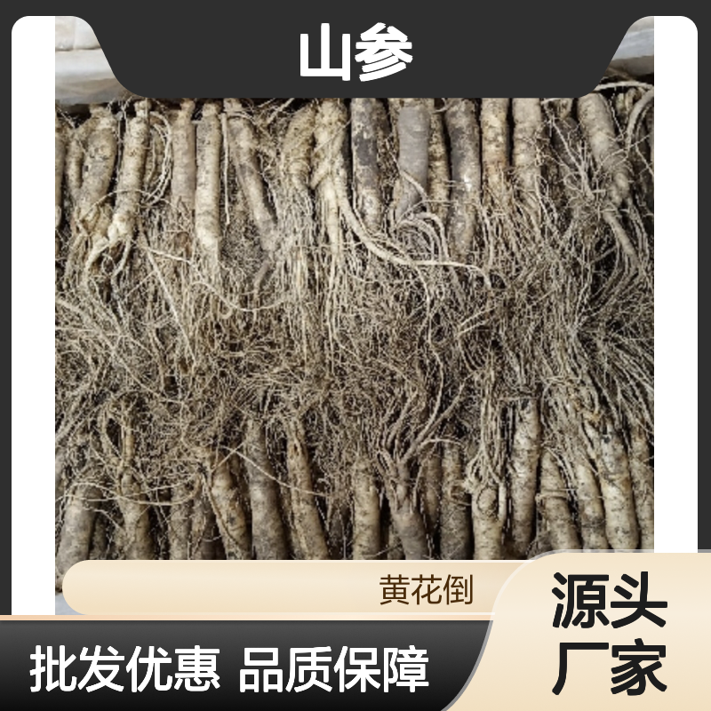千年传承山参 批发基地直供 品质保证 历史悠久