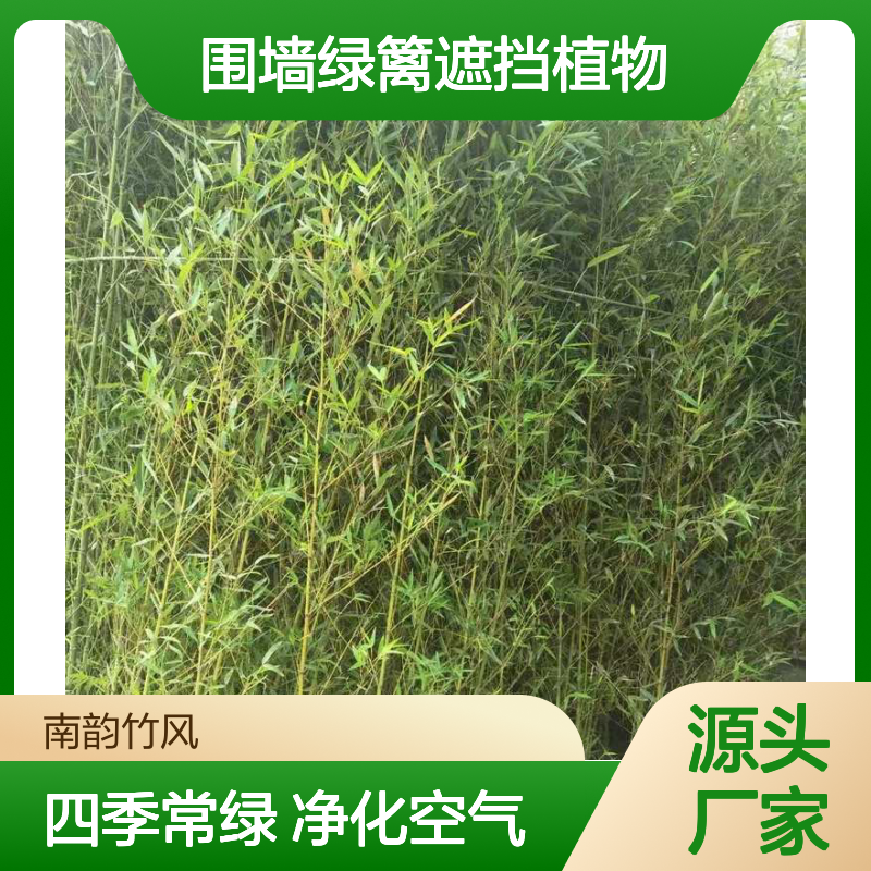 绿竹 青竹庭院绿化竹子苗围墙绿篱遮挡植物 南韵竹风